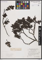 Foto von Salix breviserrata Flod.